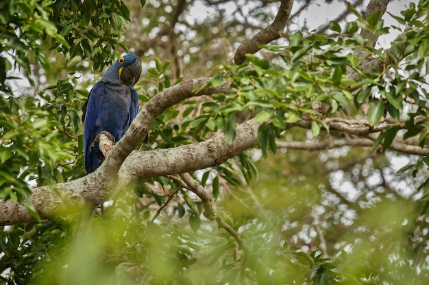 Arara-azul em uma palmeira no habitat natural