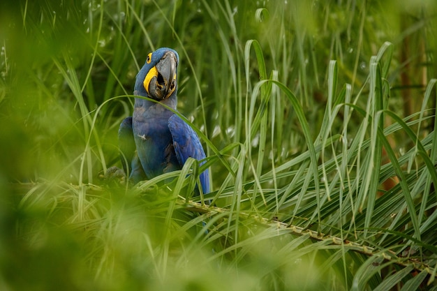 Arara-azul em uma palmeira no habitat natural