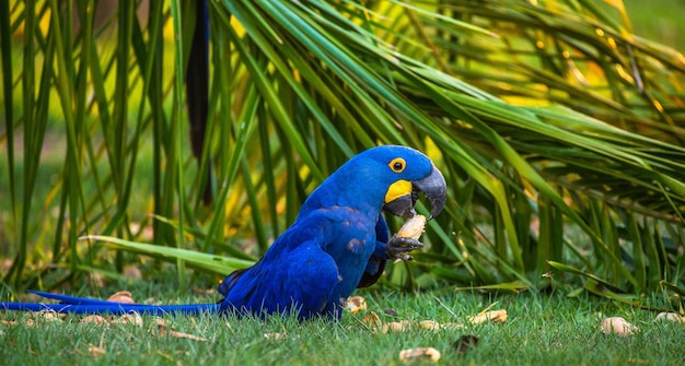 Arara-azul está sentada na grama e comendo nozes