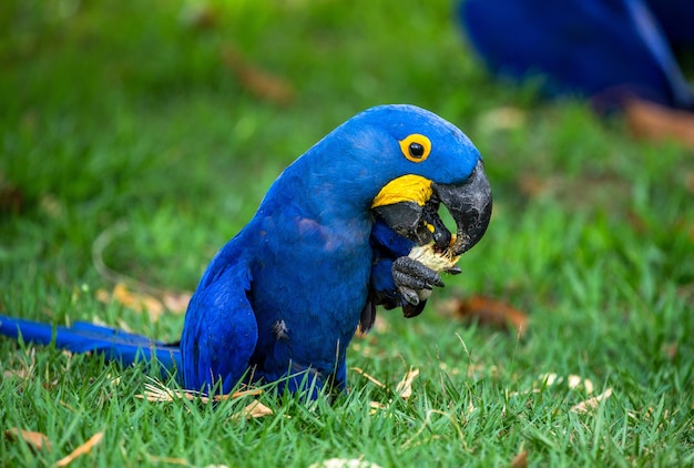 Arara-azul está sentada na grama e comendo nozes