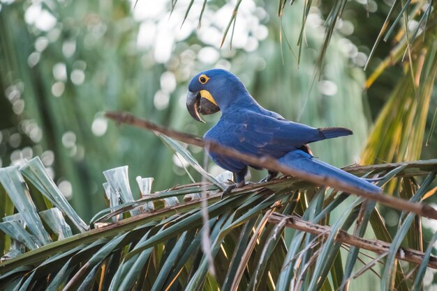 Arara-azulFloresta do Pantanal Brasil