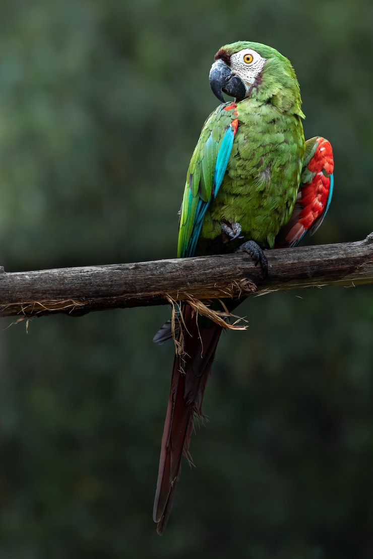 Foto arara-castanha
