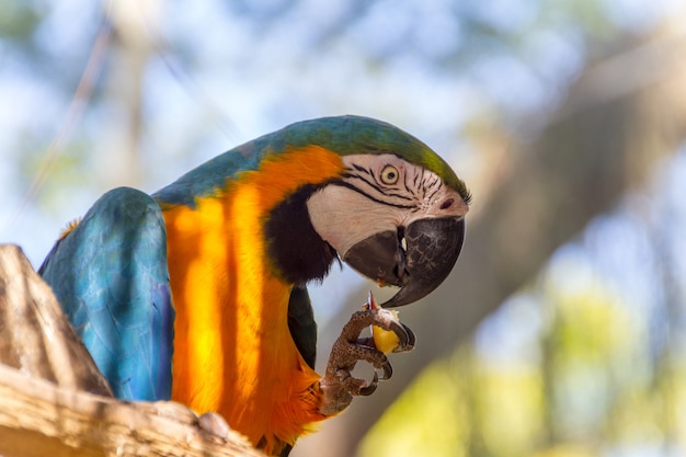 Arara comendo em um galho de árvore ao ar livre no rio de janeiro, brasil.