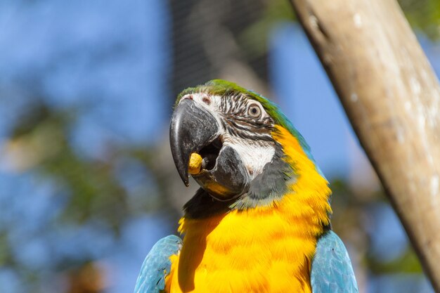 Arara comendo em um galho de árvore ao ar livre no rio de janeiro, brasil.