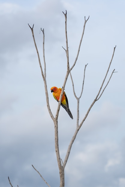 Arara de África na árvore