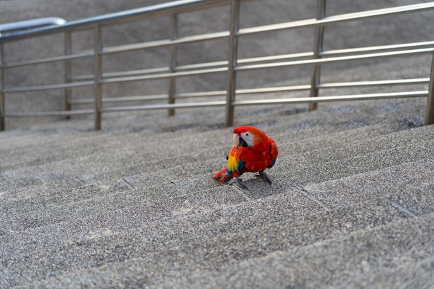 Arara de África no chão