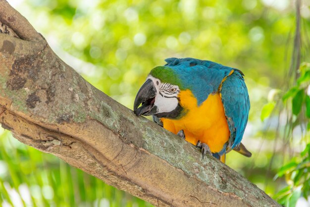 Arara-de-peito-amarelo em um tronco de árvore em rio de janeiro.