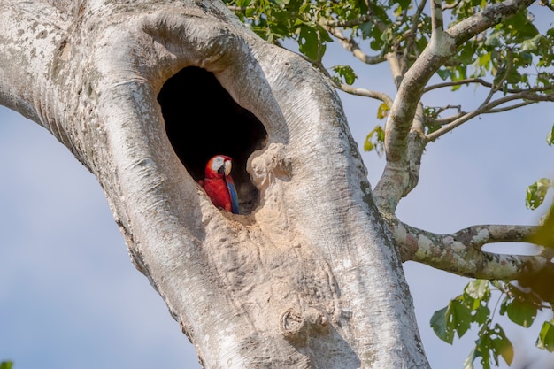 Arara escarlate em um buraco de árvore