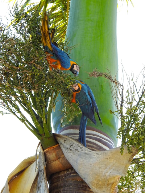 Arara nativa do Brasil em uma palmeira