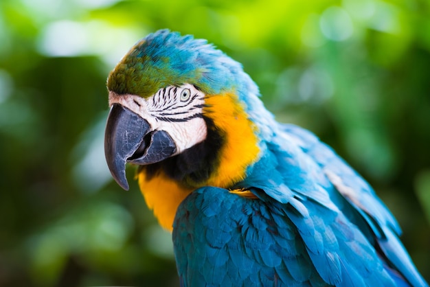 Foto arara papagaio, close up em um fundo verde.