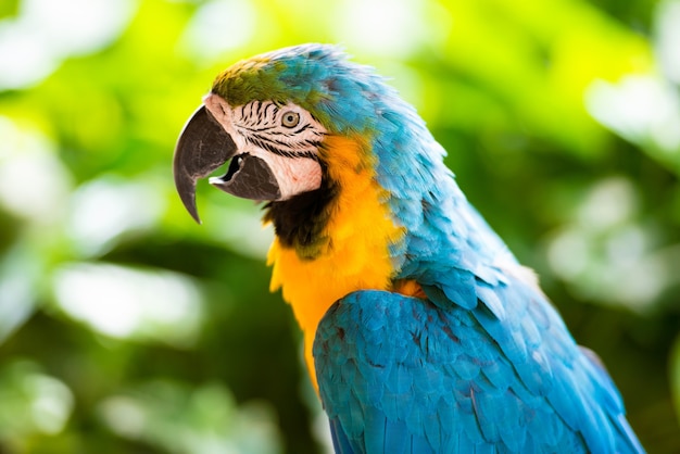 Arara papagaio, close up em um fundo verde.