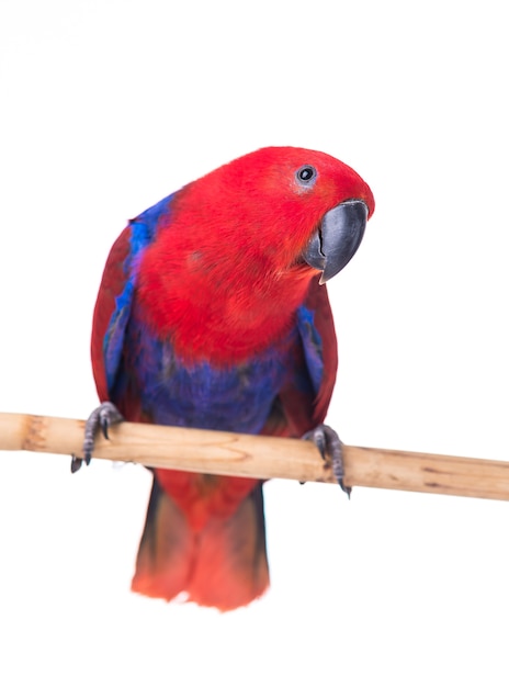 arara papagaio vermelho isolada no fundo branco