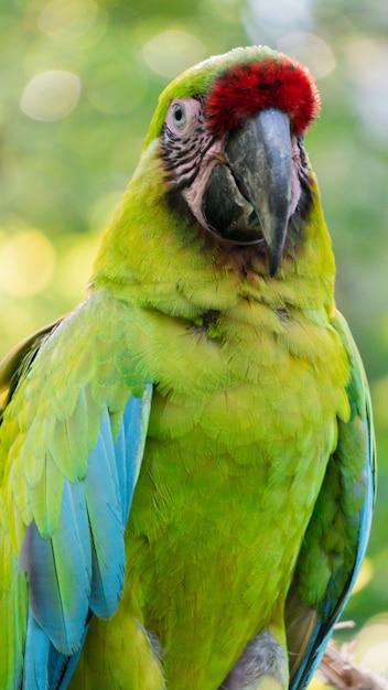 Arara verde limão