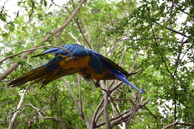 Araras amarelas e azuis localizadas no parque histórico nos arredores de Guayaquil belos pássaros