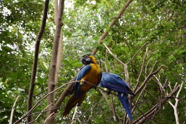 Araras amarelas e azuis localizadas no parque histórico nos arredores de Guayaquil belos pássaros