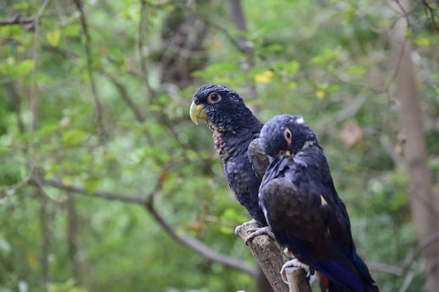 Araras azuis escuras localizadas no parque histórico nos arredores de Guayaquil belos pássaros