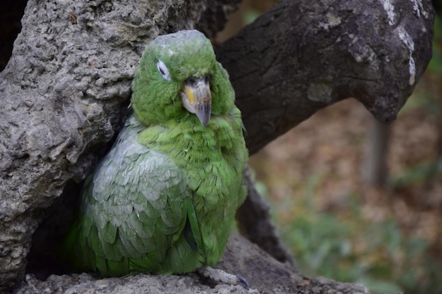 Araras verdes localizadas no parque histórico nos arredores de Guayaquil belas aves