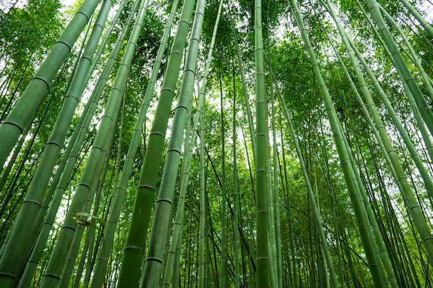 Arashiyama Bamboo Grove, distrito en las afueras del oeste de Kioto, Japón