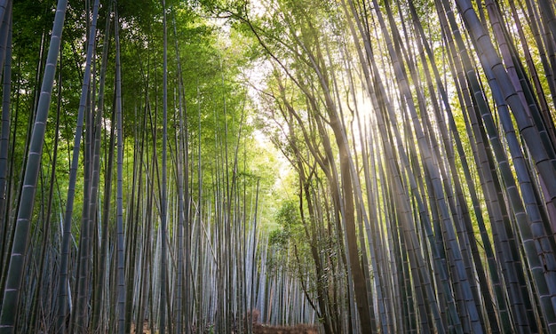 Arashiyama Bamboo Grove, distrito nos arredores ocidentais de Kyoto, Japão