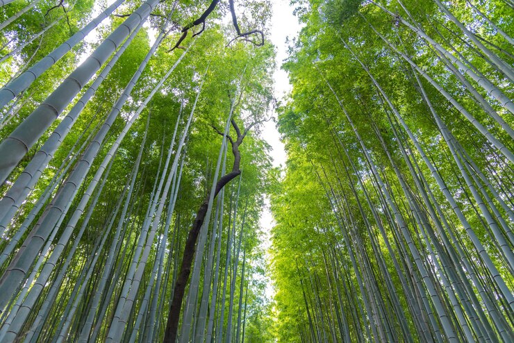 Arashiyama Bamboo Grove Zen Garden un bosque natural de bambú en Arashiyama Kyoto Japón