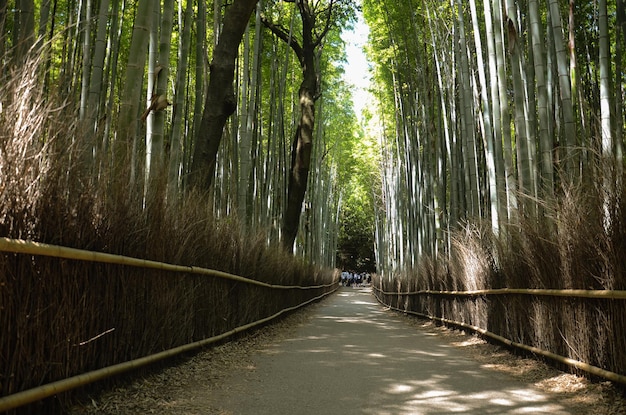 Arashiyama Bambuswald