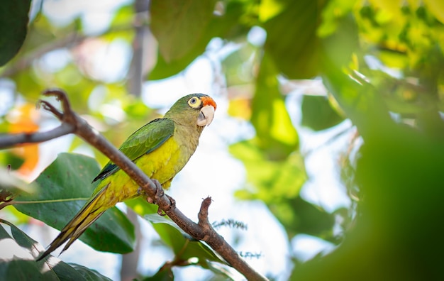Aratinga funschi retrato de papagaio verde claro com cabeça vermelha na luz solar da árvore