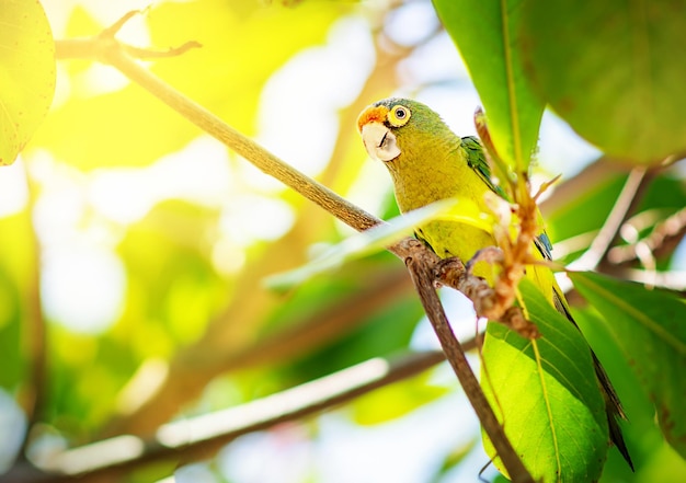 Aratinga funschi retrato de papagaio verde claro com cabeça vermelha na luz solar da árvore