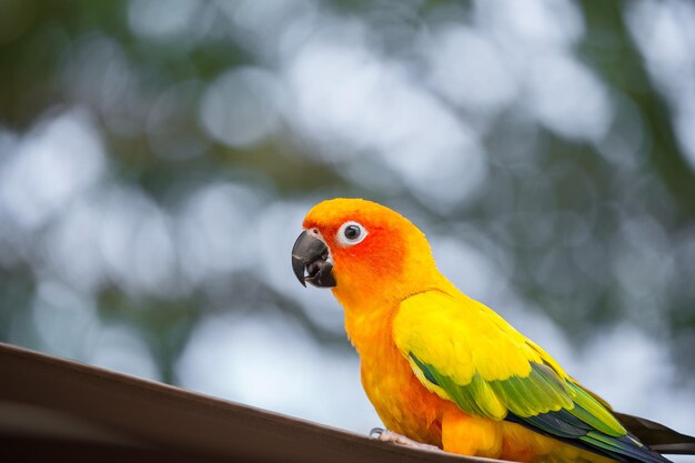 Aratinga solstitialis conure con fondo verde