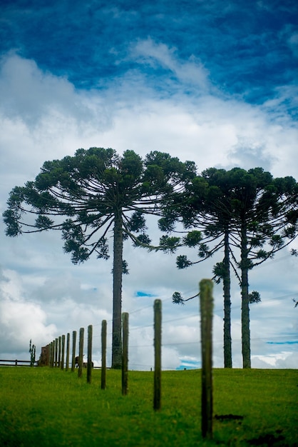 ARAUCÁRIAS Araucaria angustifolia espécie arbórea dominante no sul do Brasil