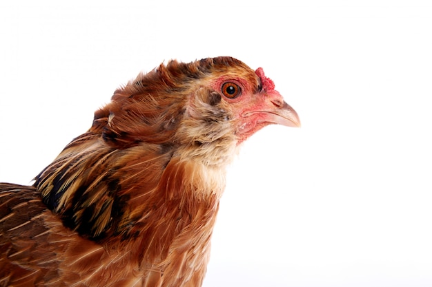 Araucana galinha de ovos de páscoa azul do Chile