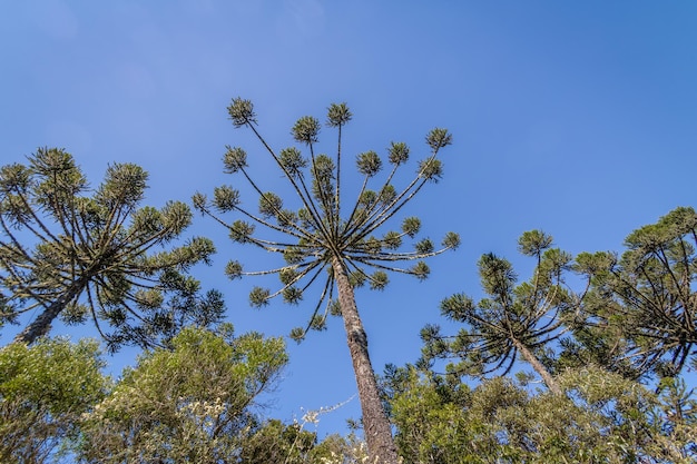 Foto araucaria angustifolia pino brasileiro do desfiladeiro de itaimbezinho no parque nacional aparados da serra cambara do sul rio grande do sul brasil