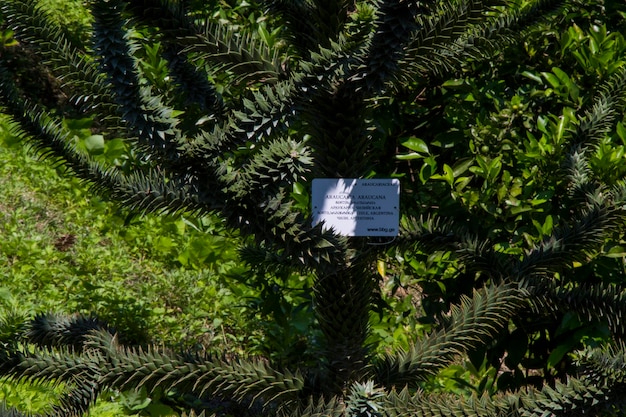 Araucaria araucana Baumkiefer immergrün