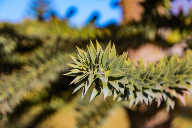 Araucaria árbol de aguja grande araucaria closeup