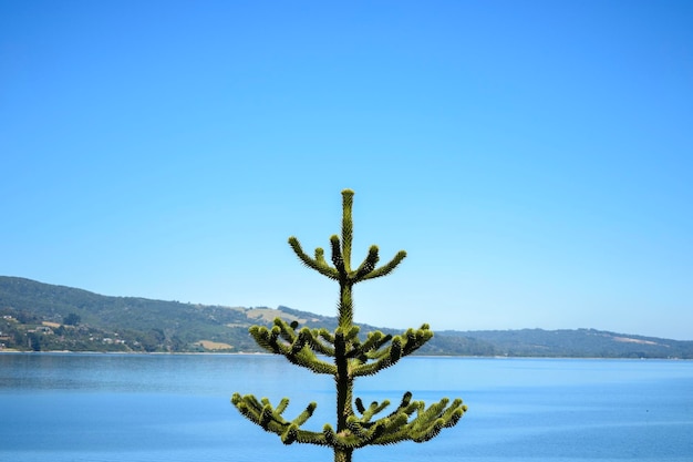 Araucaria-Baum-Meereslandschaft