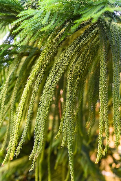 Foto araucária columnaris ou araucária de recife de coral cook pine close-up