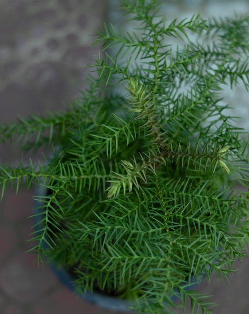 Araucaria cunninghamii drrigo pino