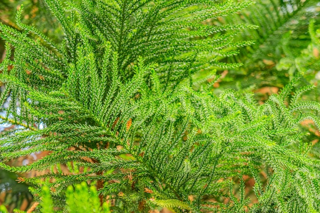 Foto araucaria heterophylla folhas verdes fundo também conhecida como árvore triangular de pinheiro estrela ou árvore de natal viva devido à sua forma simétrica como um pinheiro de norfolk island