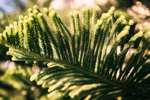 Araucaria heterophylla Zweig oder Hauskiefer oder immergrüne Nadelbaum-Zierpflanze der Norfolk-Insel-Kiefer auf natürlichem Garten im Sommer sonniger Tag im Freien dunkler und heller Naturlandschaftshintergrund