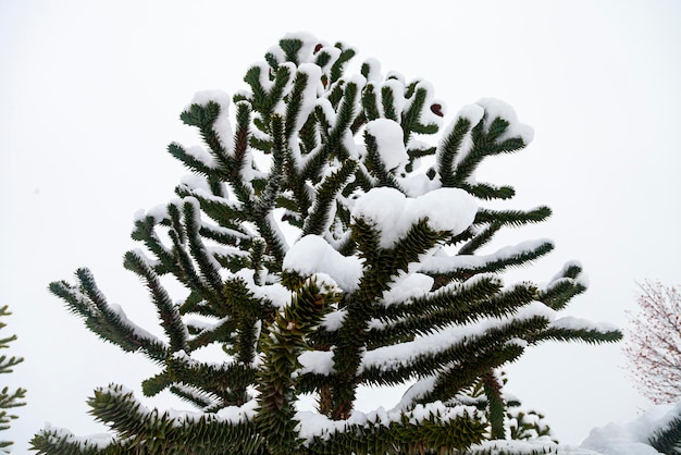 Araucaria en la nieve. Primer plano de ramas. Araucaria en el parque en invierno.