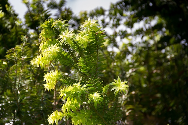 Foto araucaria verde en el cielo en verano