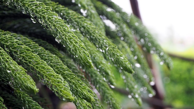 Araucariaceae que está empapada de lluvia.