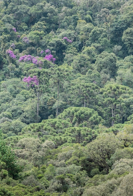 Araucárias em uma floresta tropical com flores coloridas no Brasil