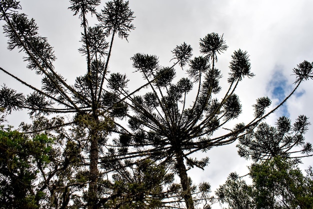 Araukarienwälder im Süden Brasiliens