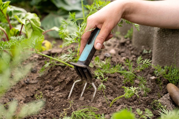 Arbeiten im Garten Jäten Sie das Gras mit einem Werkzeug