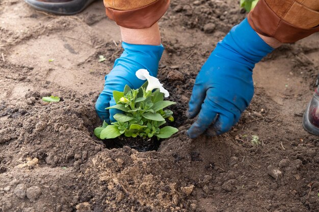 Arbeiten im Garten und Blumenbeet - Pflanzen von Petunienblumen aus temporären Töpfen in den Boden