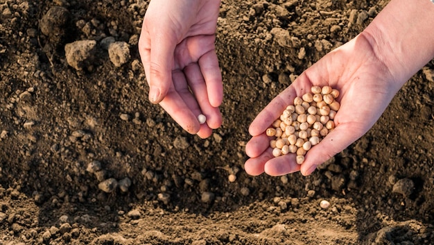Arbeiten Sie in Ihrem Garten und pflanzen Sie Erbsenkerne