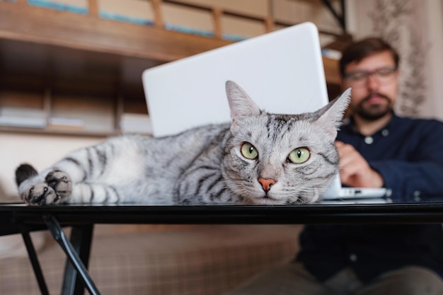 Arbeiten zu Hause mit Haustier auf dem Schoß Der Mensch arbeitet von zu Hause aus und tippt auf dem Laptop