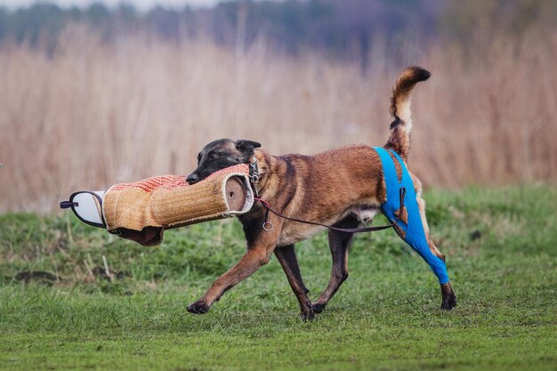 Arbeitender Malinois-Hund. Belgischer Schäferhund. Polizei, Wachhund