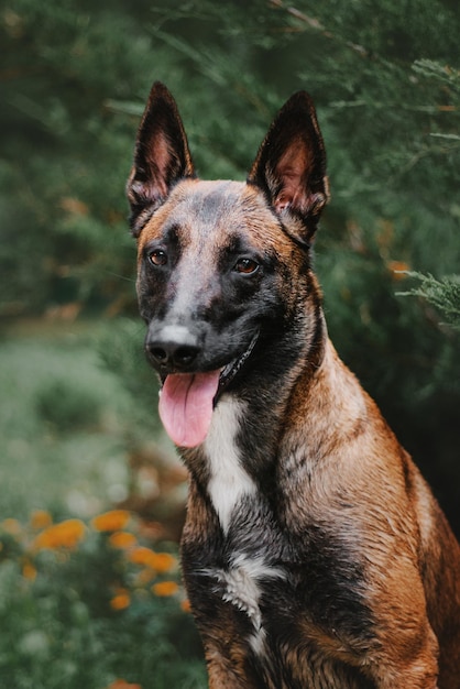 Arbeitender Malinois-Hund. Belgischer Schäferhund. Polizei, Wachhund