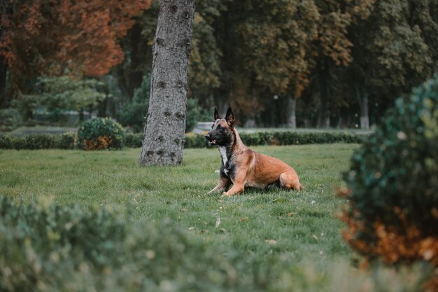 Arbeitender Malinois-Hund. Belgischer Schäferhund. Polizei, Wachhund